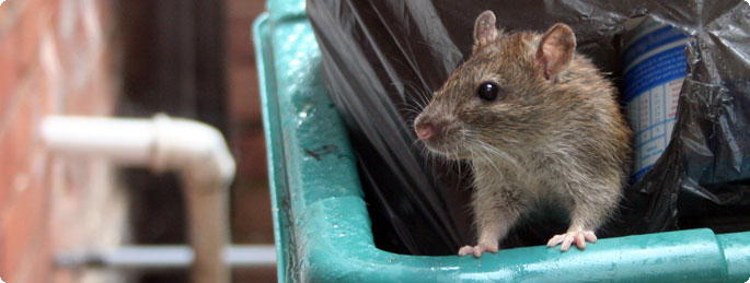 Wirksamer Schutz vor Ratten